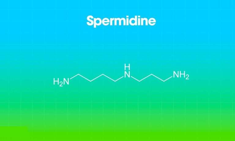 spermidina